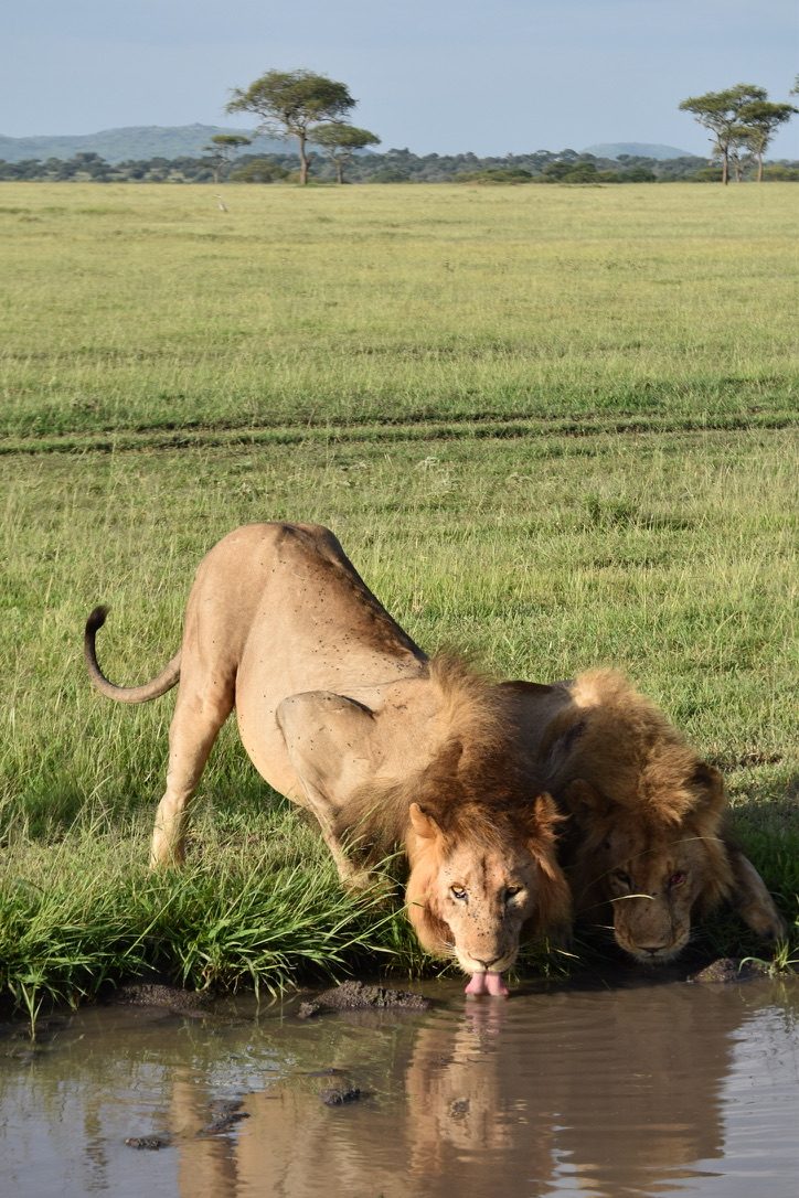 Lions drinking at a waterhole.